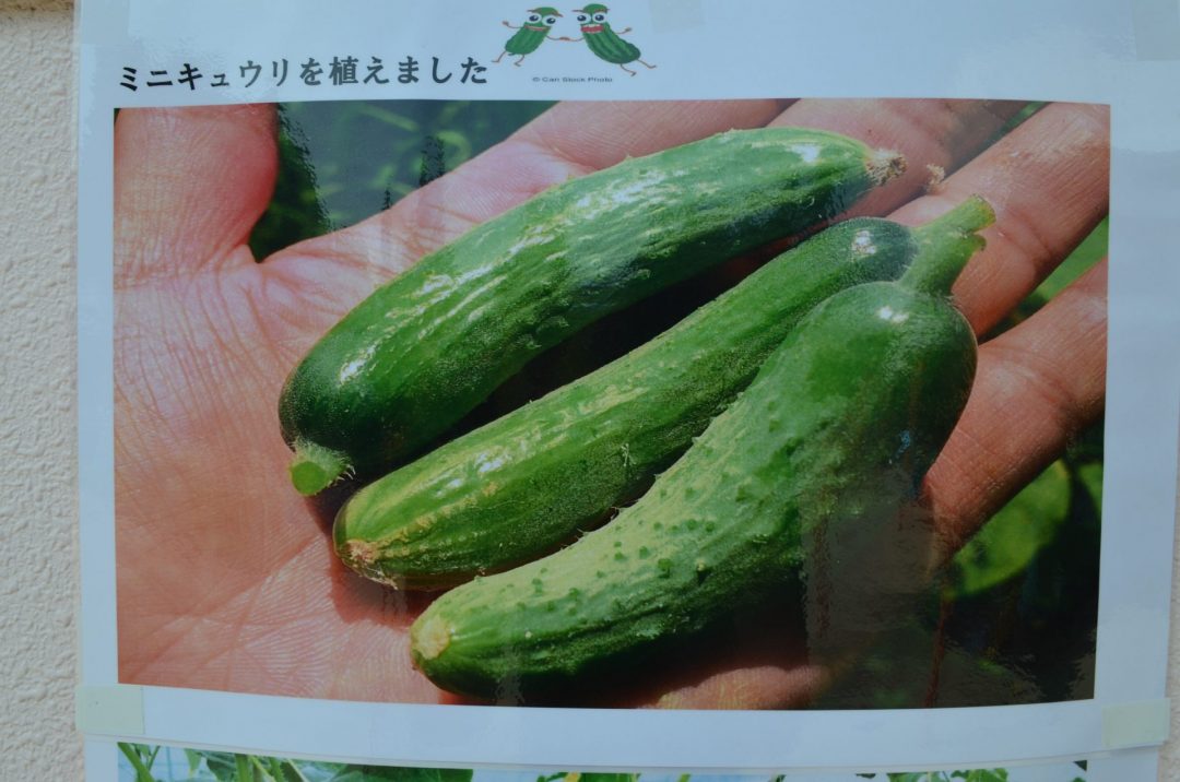 ミニキュウリを植えました 認定こども園クオラキッズ
